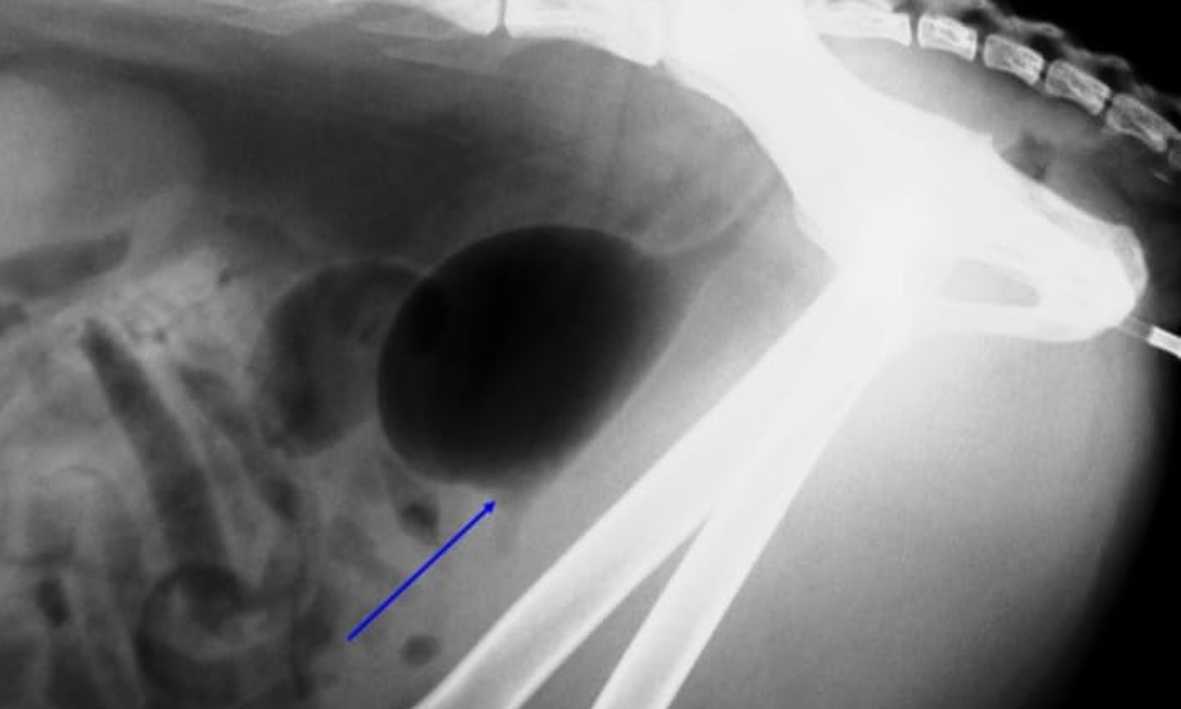 Diagnóstico por Imágenes