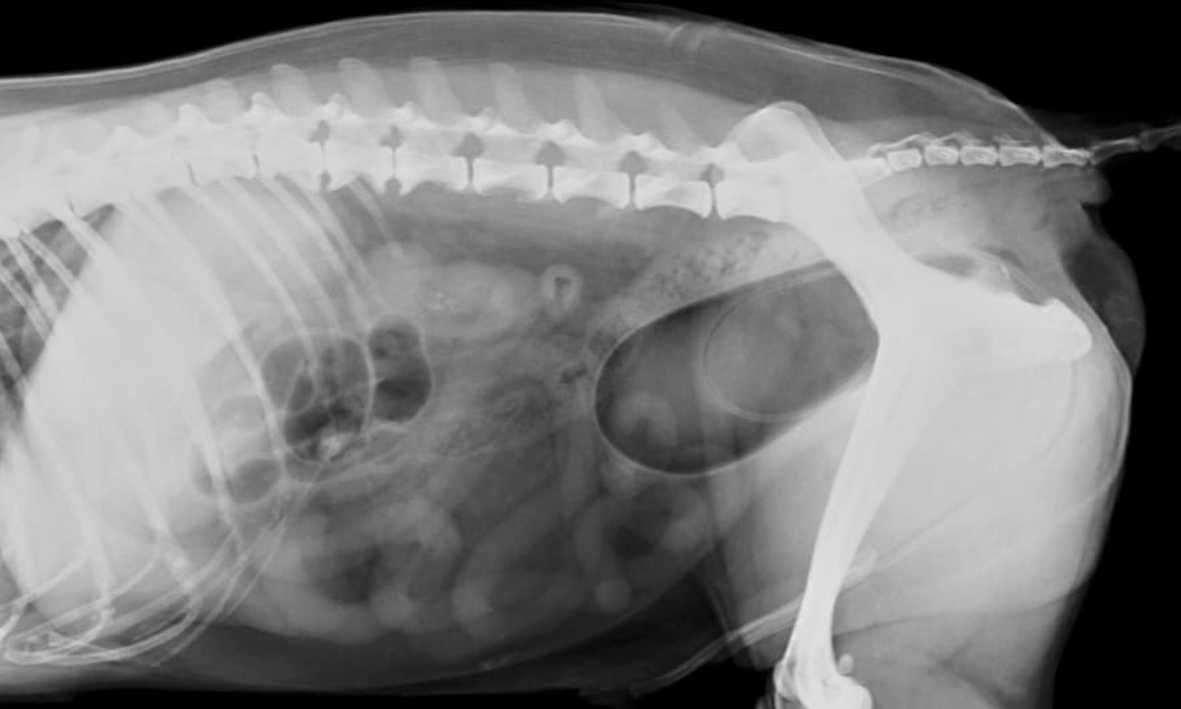 Diagnóstico por Imágenes